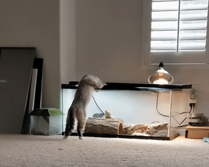 Mi gato saludando a mi dragón