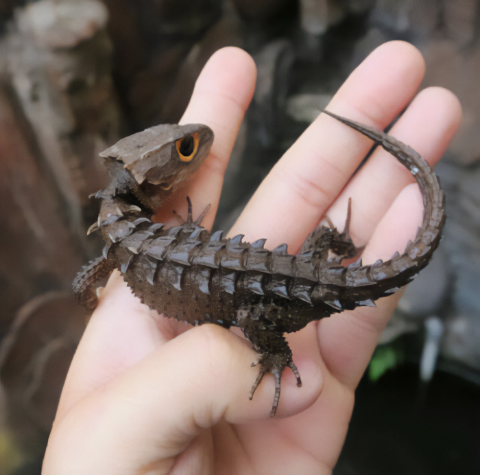 Dragón