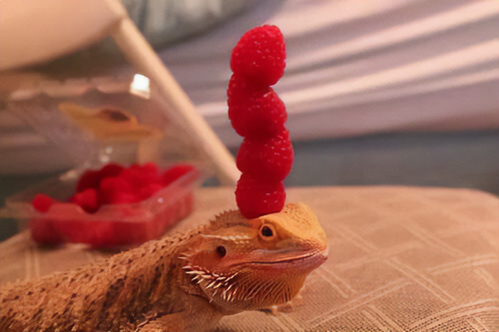 Lo siento si ya habíais visto a un lagarto haciendo equilibrios con frambuesas en la cabeza