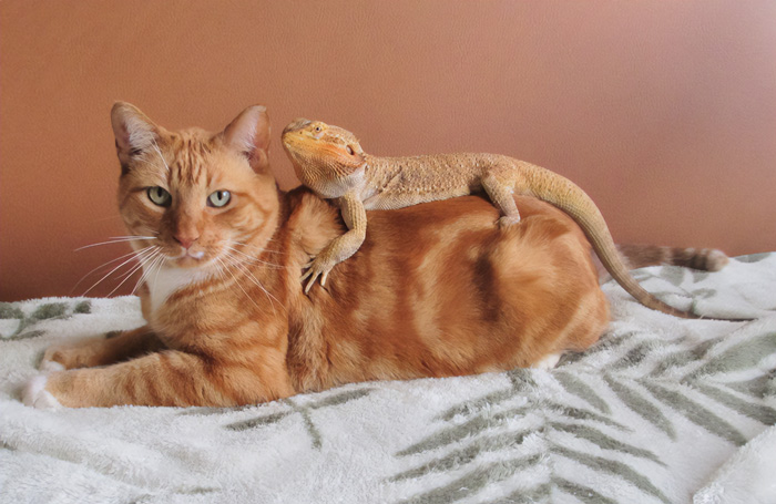 Me he llevado a mi dragón a la clínica veterinaria donde estoy trabajando