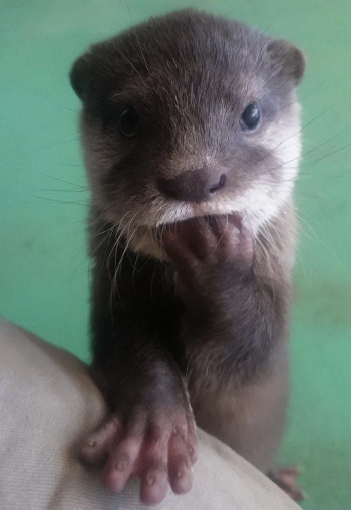 Bebé nutria