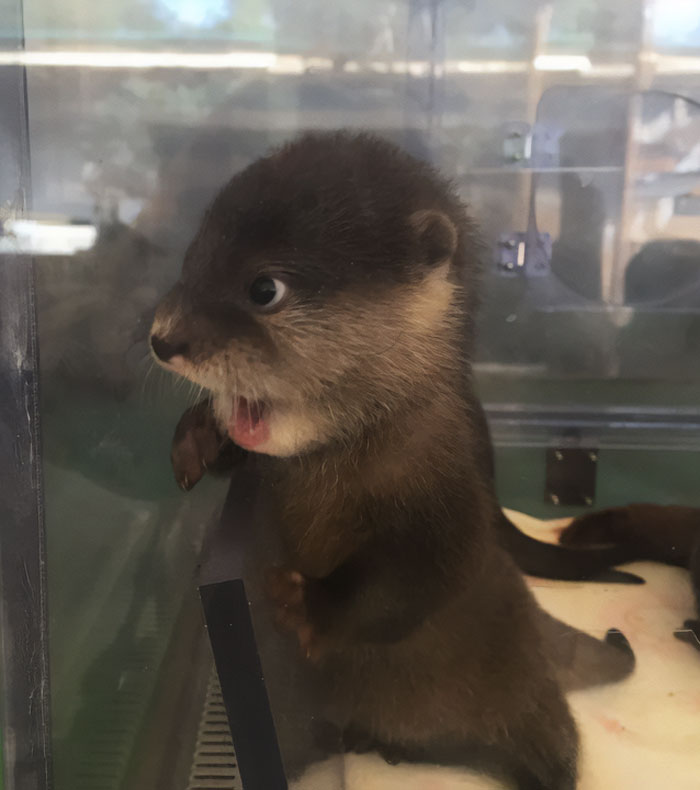 Una nutria bebé ve algo
