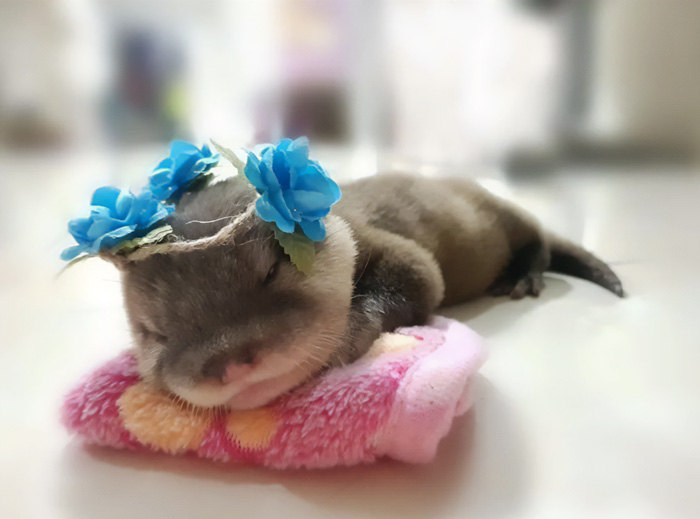 Un lindo cachorro de nutria
