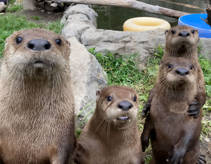 Cachorros de nutria