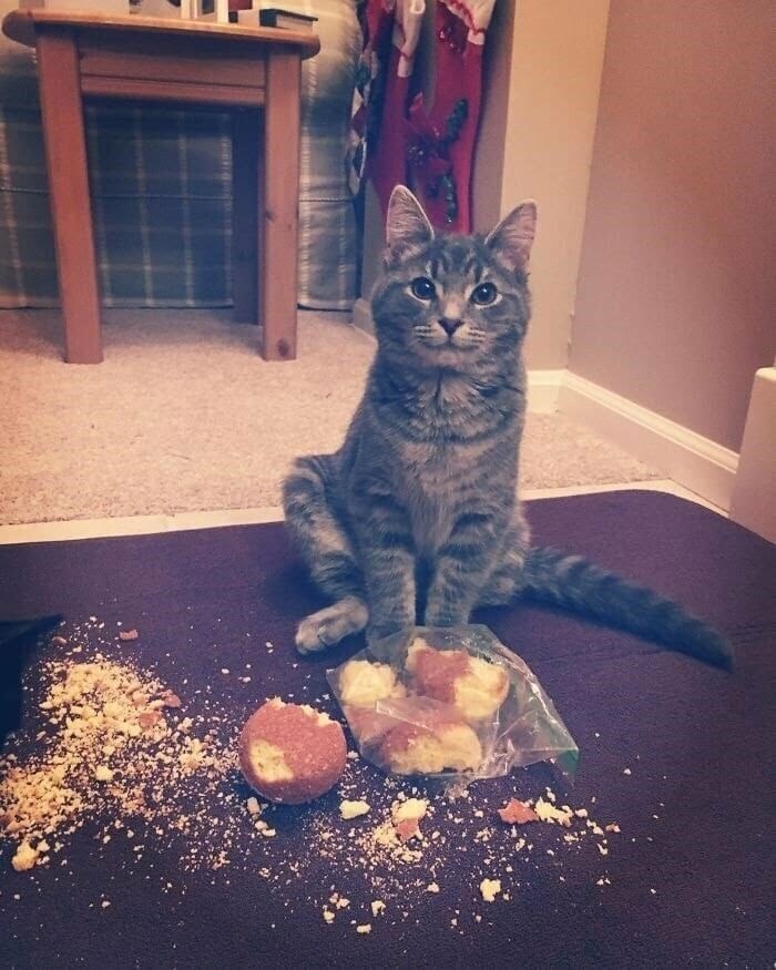 50 Nonsense Pics Of Cats That Weirdly Make Sense, As Shared By This Account Dedicated To ‘Avantgarde Cats’