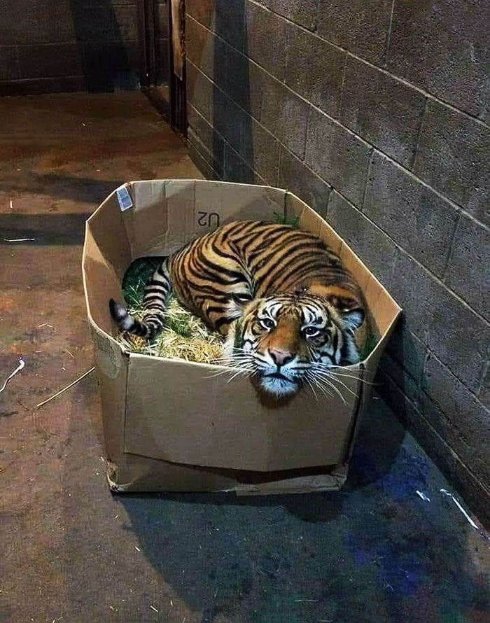 Gatito perdido necesita un hogar para siempre