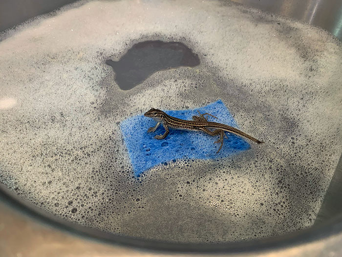 Entré en mi cocina y encontré una lagartija usando una esponja como balsa en el fregadero