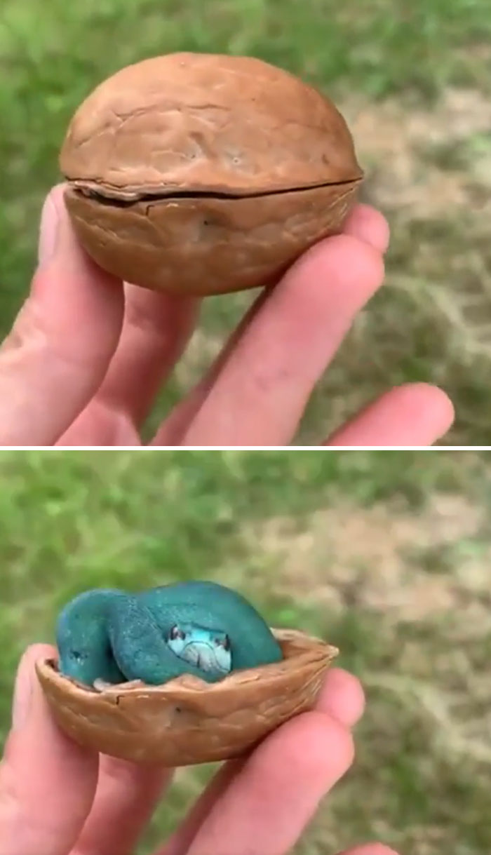 La serpiente más compacta
