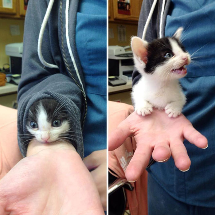 Gatito sorpresa