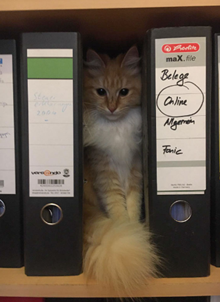 Carpeta de gatito muy apretada