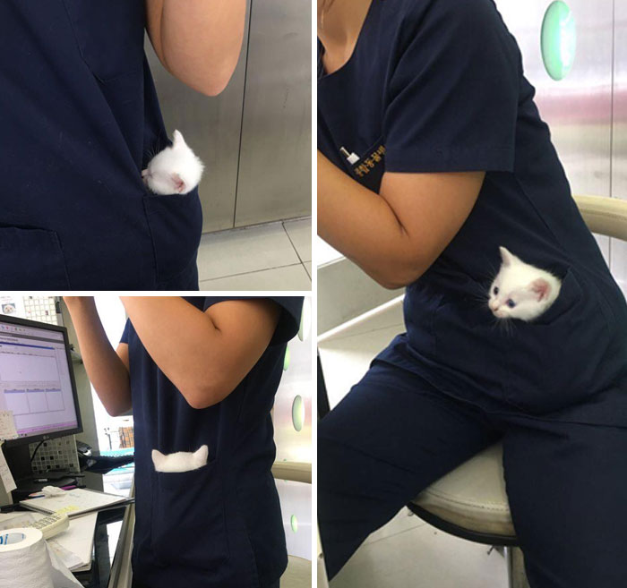 Cuando entras en un hospital de animales y eres testigo de un gatito de bolsillo