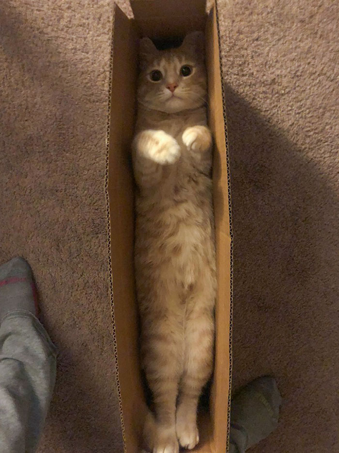 Cuando tu gato te llega por correo