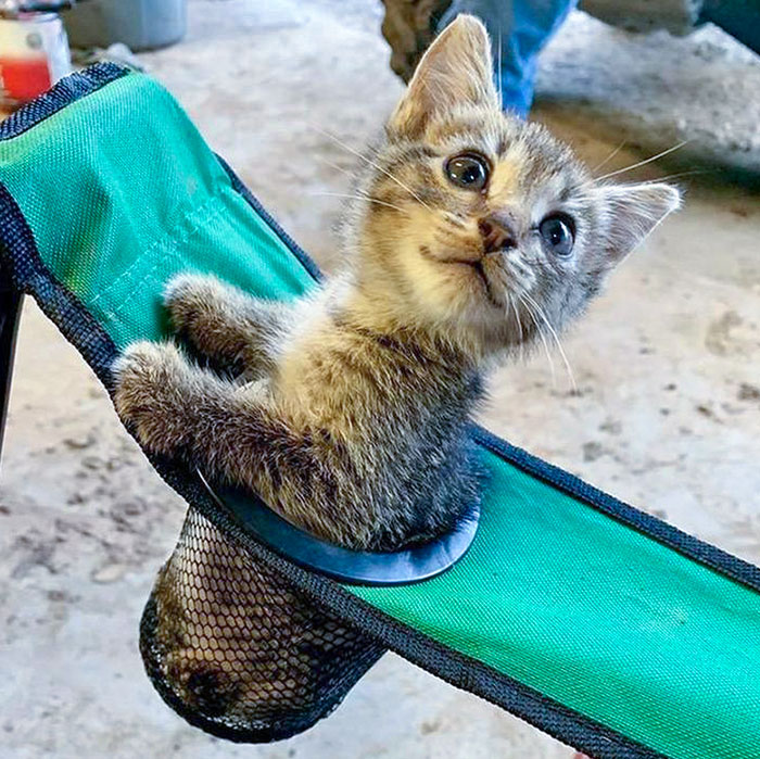El asiento de los humanos viene con un compartimento para gatitos