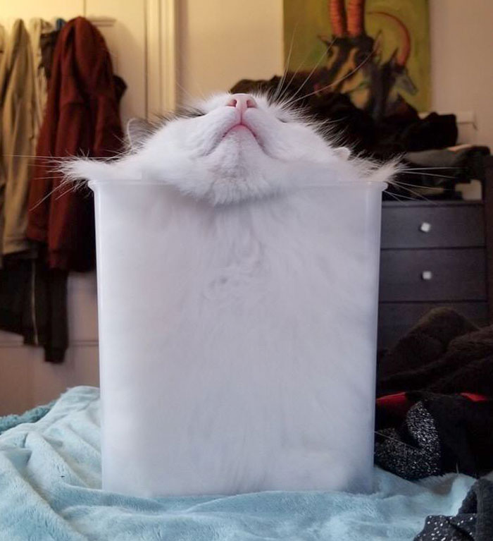 Puede que haya tomado la foto más importante de un gato