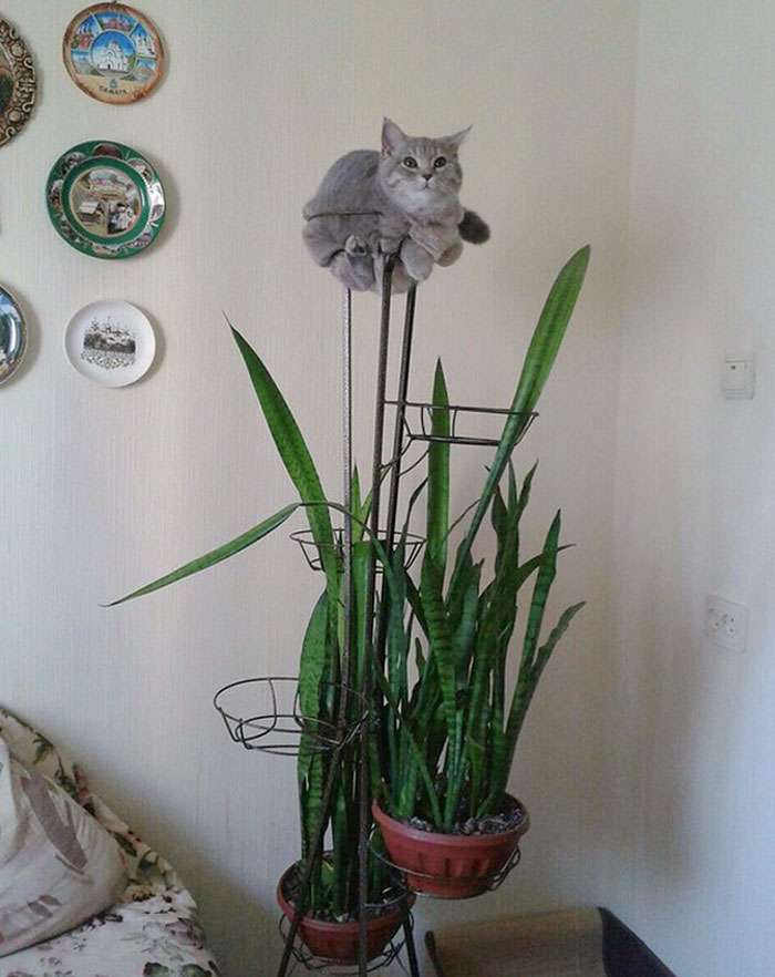 No preguntes. Soy una planta