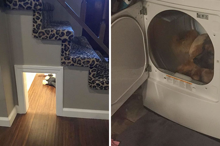 Construí una caseta de perro insonorizada y empotrada bajo mis escaleras, para que Bucky tuviera un lugar seguro donde esconderse cuando se asustara