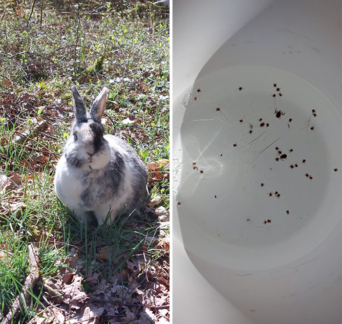Fui a enseñarle el bosque a mi conejo. Fue una mala idea