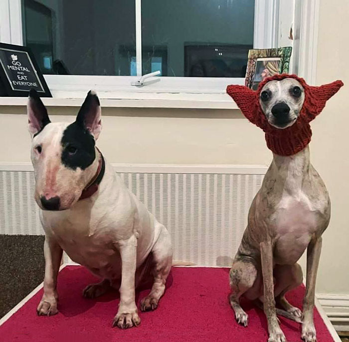 Mi esposa tejió un gorro para nuestro Bull Terrier, pero creo que funciona mejor con el Whippet 