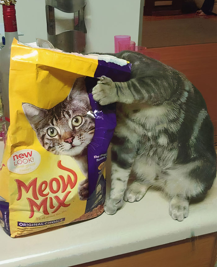 Ilusión óptica de un gato