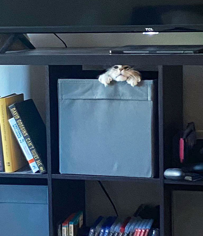 Está atascado. Grita. Es un gato
