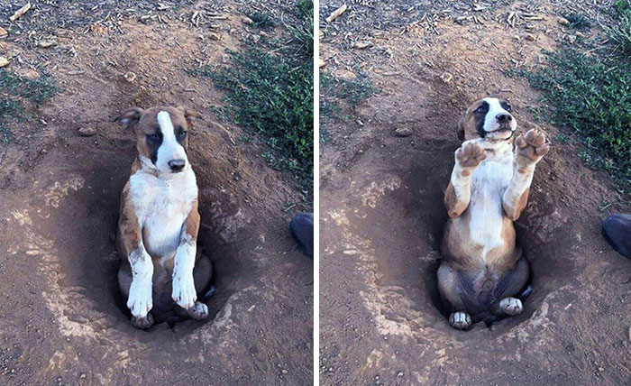 Os presento a Cooper. Cavó un agujero y se quedó atascado en él