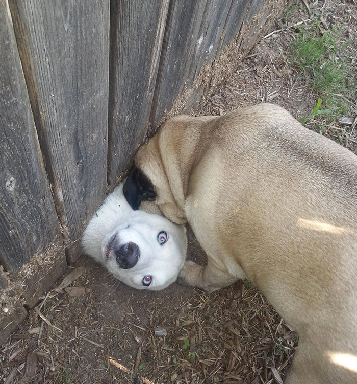 Los vecinos tienen un perro nuevo. Parece que realmente le gusta mi pug