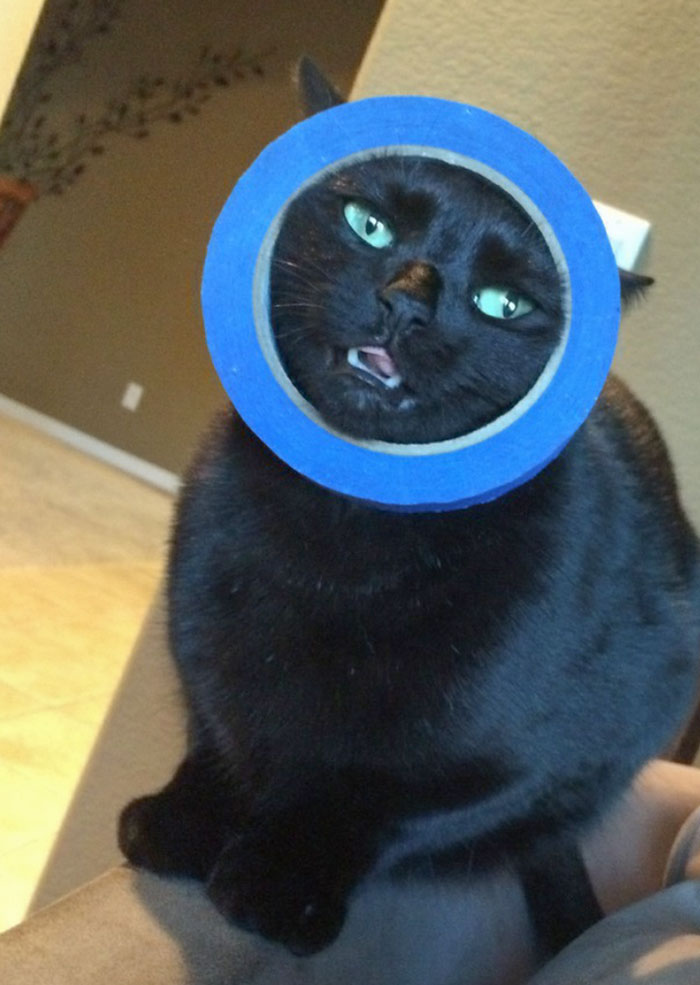 Mi gato tiene la cabeza atascada en un rollo de cinta adhesiva