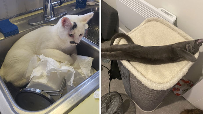 40 Gatos actuando tan raro, que sus dueños se preguntaron: “¿Qué le pasa a mi gato?” (Nuevas imágenes)