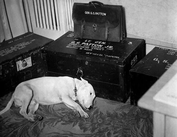El perro mascota del general George S. Patton el día de la muerte de su dueño, el 21 de diciembre de 1945