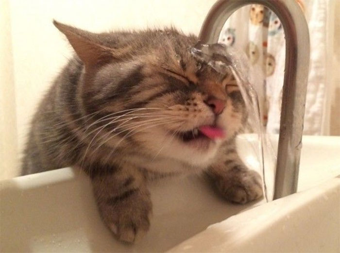 50 Nonsense Pics Of Cats That Weirdly Make Sense, As Shared By This Account Dedicated To ‘Avantgarde Cats’