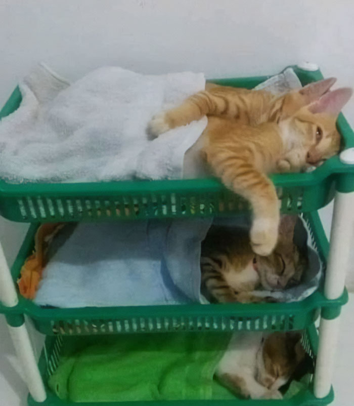 50 Nonsense Pics Of Cats That Weirdly Make Sense, As Shared By This Account Dedicated To ‘Avantgarde Cats’