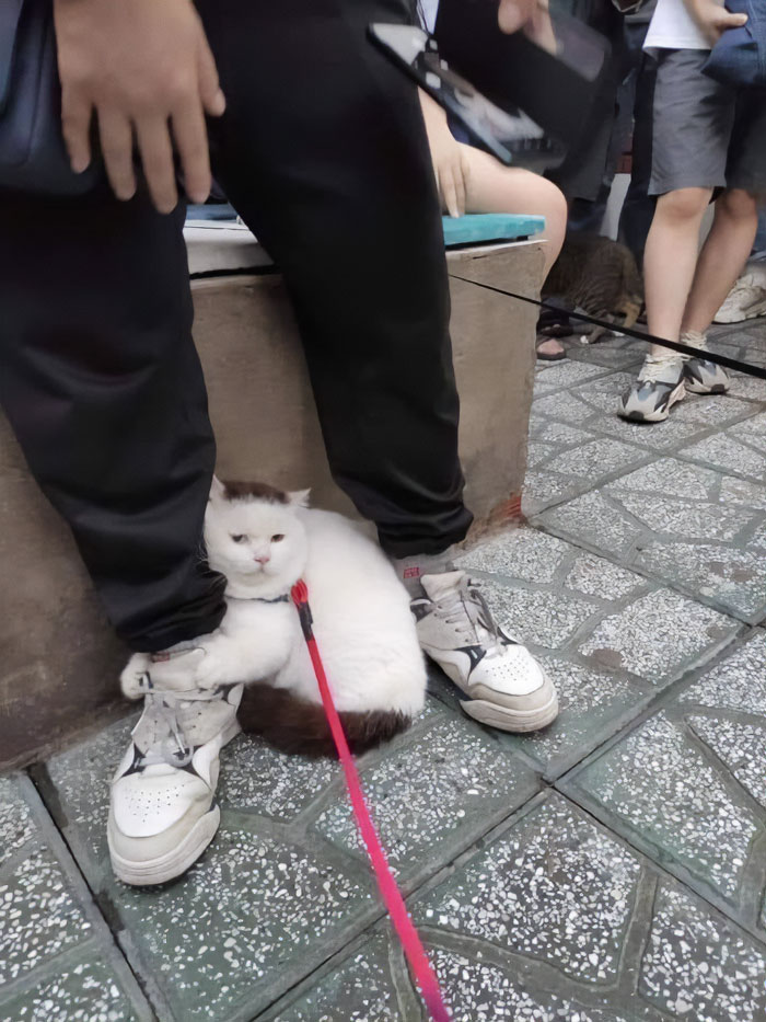 50 Nonsense Pics Of Cats That Weirdly Make Sense, As Shared By This Account Dedicated To ‘Avantgarde Cats’