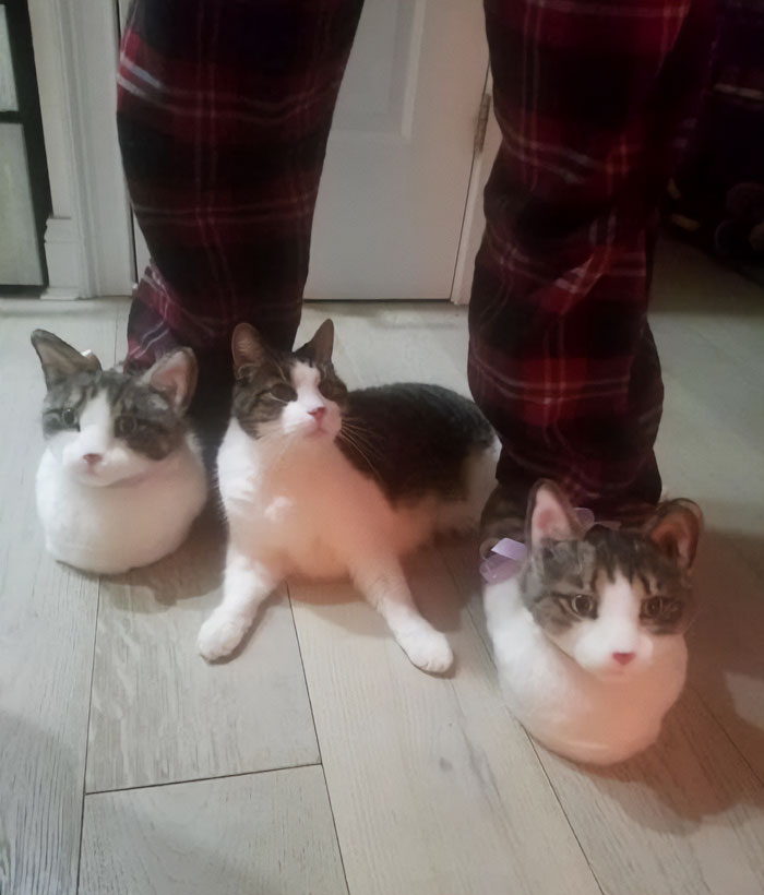 50 Nonsense Pics Of Cats That Weirdly Make Sense, As Shared By This Account Dedicated To ‘Avantgarde Cats’