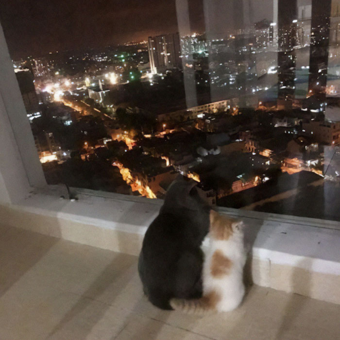50 Nonsense Pics Of Cats That Weirdly Make Sense, As Shared By This Account Dedicated To ‘Avantgarde Cats’