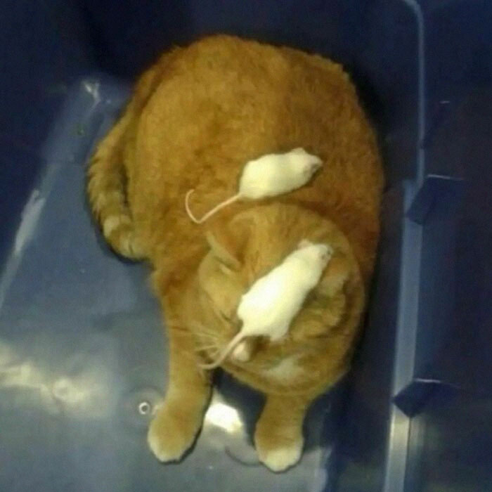50 Nonsense Pics Of Cats That Weirdly Make Sense, As Shared By This Account Dedicated To ‘Avantgarde Cats’