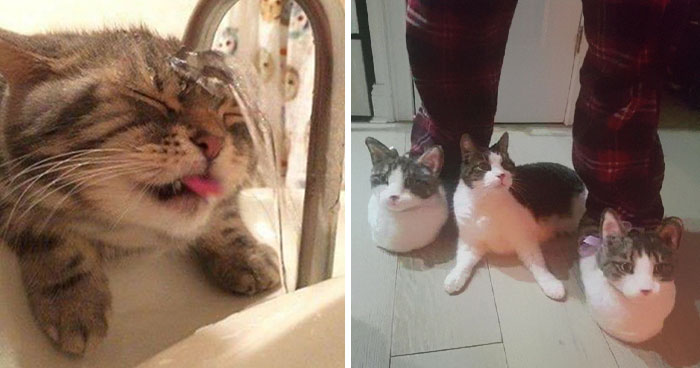 40 Fotos extrañas de gatos que de algún modo tienen sentido, compartidas por la cuenta “Avantgarde Cats”