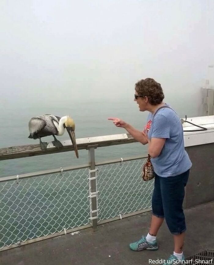 Un pelícano mordió a mi abuela en el paseo marítimo y ella le echó la bronca