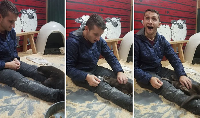 La reacción de mi novio cuando la nutria le dejó frotar su panza