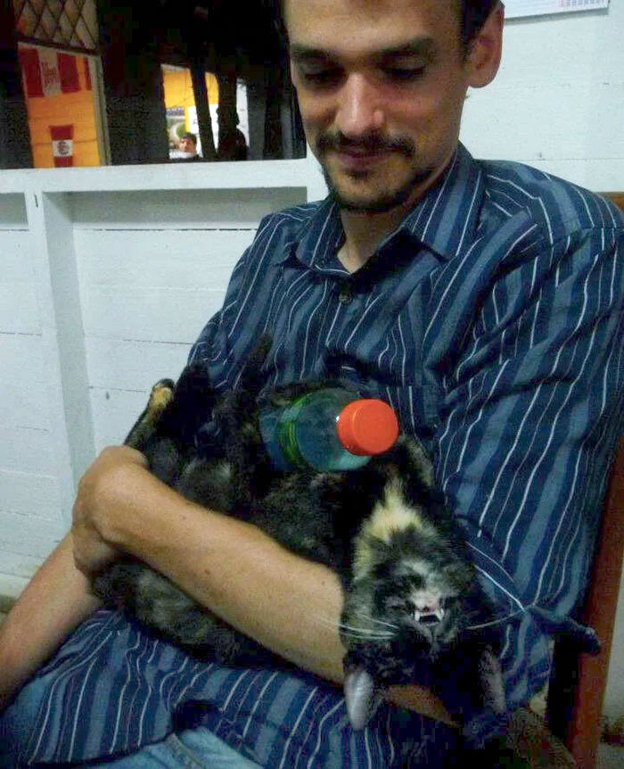 Le puse a esta gata preñada una botella helada de Gatorade para refrescarse durante una ola de calor en Perú