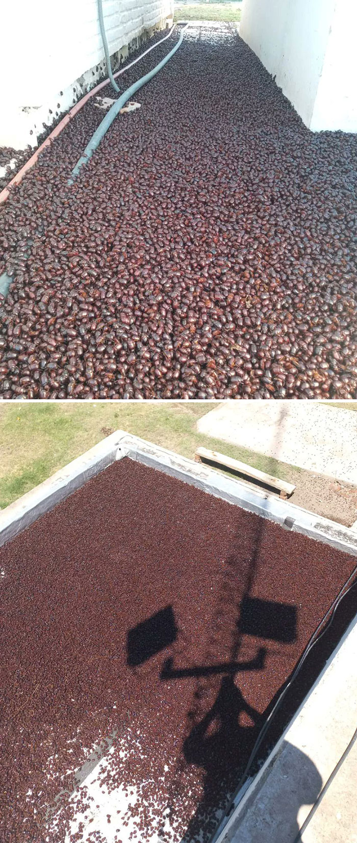 Invasión de escarabajos marrones en Argentina a causa de la ola de calor