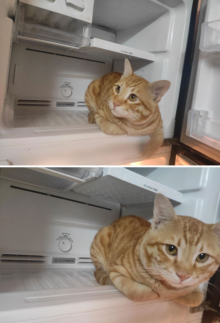 Nuestro gato confirma la ola de calor que tenemos en India