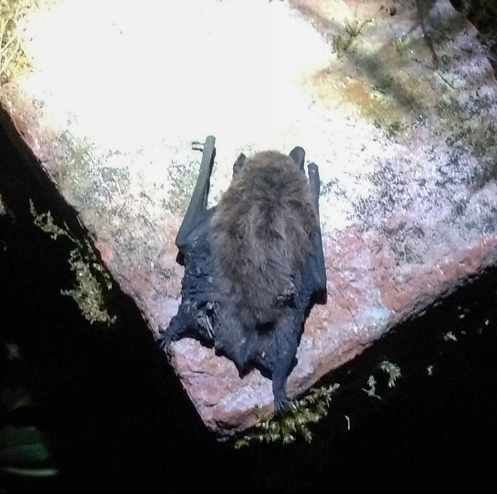 Encontramos este murciélago deshidratado en el jardín tras ponerse el sol