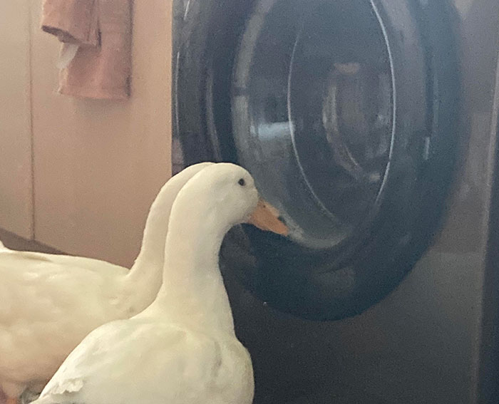 Tuve que traer a mis aves a casa hoy porque fuera hacía demasiado calor