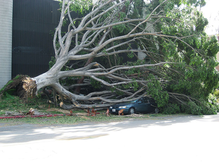 Hoy ha hecho viento en Los Ángeles