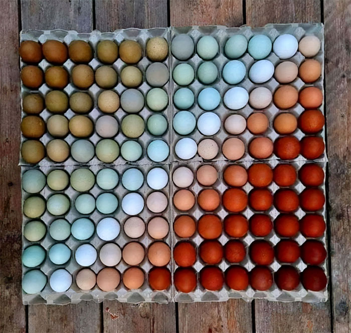 De diferentes razas de pollos, los colores naturales de las cáscaras de los huevos, ¡tan encantadores!