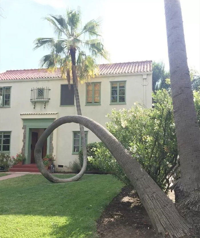 Esta palmera se cayó, se negó a morir y volvió a curvarse hacia arriba