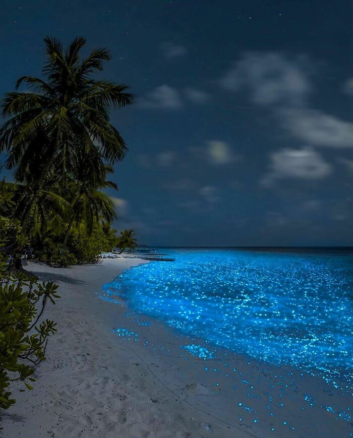 El fitoplancton bioluminiscente hace que el océano parezca sacado de una película de ciencia ficción