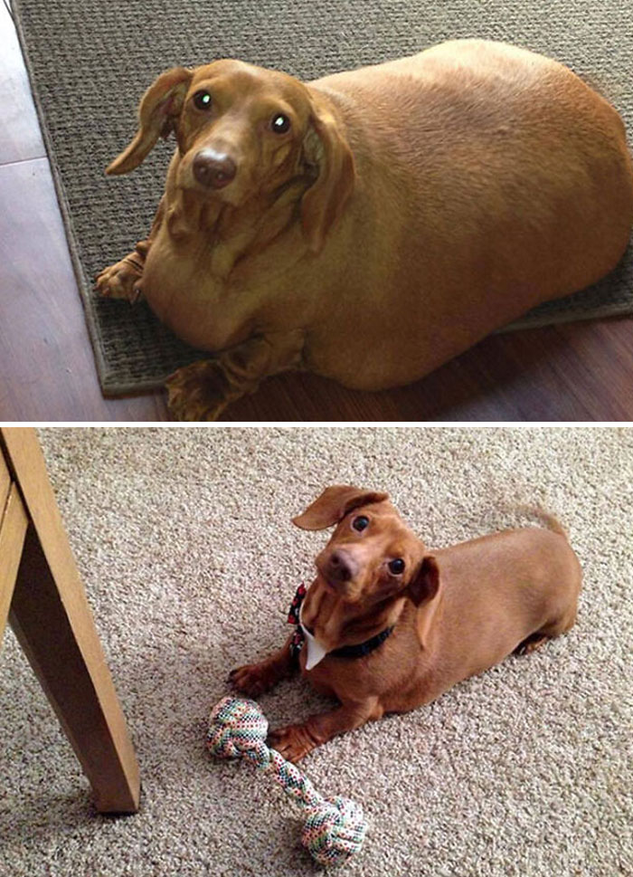 Dennis el perro a dieta perdió el 79% de su peso corporal con hábitos saludables