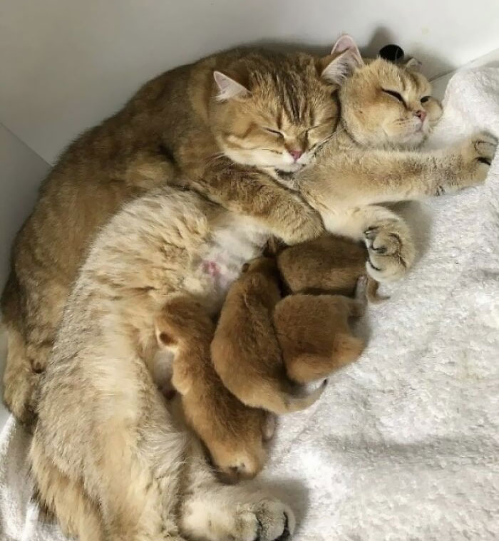 Familia