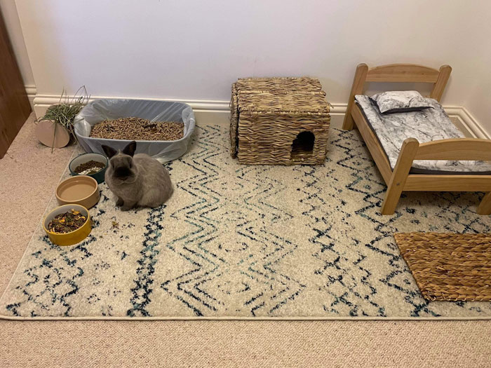 Vendí una alfombra a alguien en Marketplace y me acaba de enviar esta foto con el mensaje "El pequeño está contento"